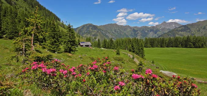 Genusswandern im Tal der Almen – Grossarl Tal im Salzburger Land